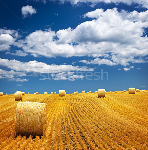 Stock photo: Farm field with hay bales
