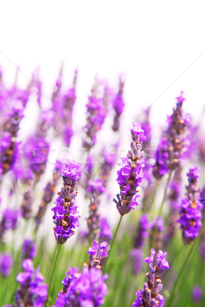 Lavender background Stock photo © elenaphoto