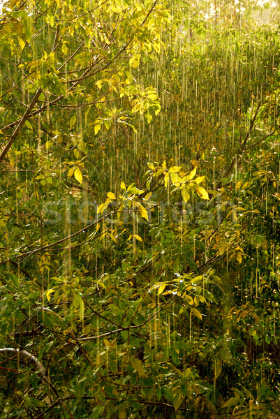 Eső nap napsütés zuhan esőcseppek pezsgő Stock fotó © elenaphoto