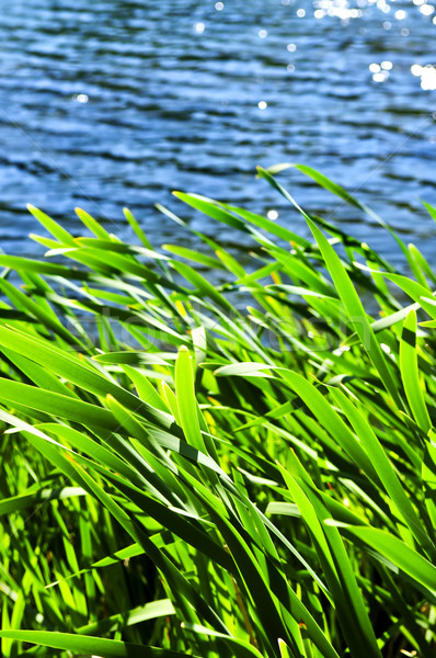 Acqua bordo naturale verde erba estate Foto d'archivio © elenaphoto