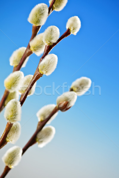 Primavera bichano páscoa salgueiro azul Foto stock © elenaphoto