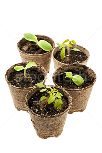 Seedlings growing in peat moss pots Stock photo © elenaphoto