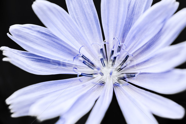 Chicory flower macro Stock photo © elenaphoto