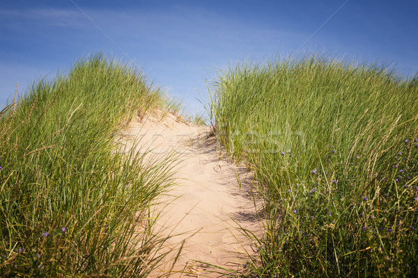 Yol kum çim plaj kuzey prince edward adası Stok fotoğraf © elenaphoto