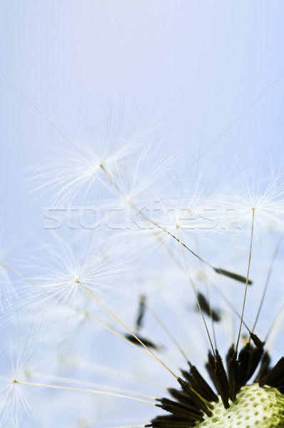 Paardebloem macro zaden blauwe hemel achtergrond Blauw Stockfoto © elenaphoto