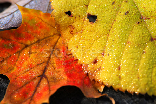紅葉 マクロ 自然 黄色 赤 秋 ストックフォト © elenaphoto