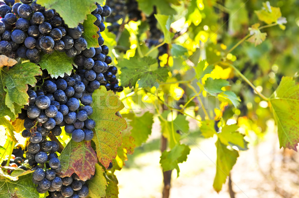 Fioletowy winogron rozwój winorośli jasne słońca Zdjęcia stock © elenaphoto