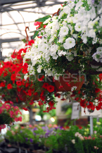 Greenhouse Stock photo © elenaphoto