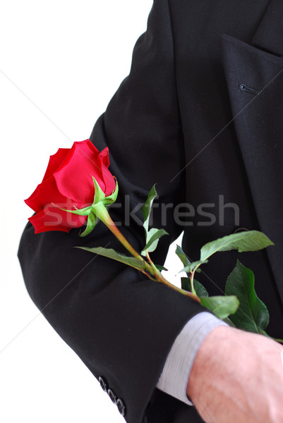 Man red rose Stock photo © elenaphoto