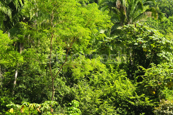 Tropical jungle background Stock photo © elenaphoto