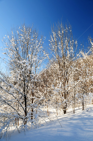 Winter Wald Landschaft sonnig bedeckt Schnee Stock foto © elenaphoto