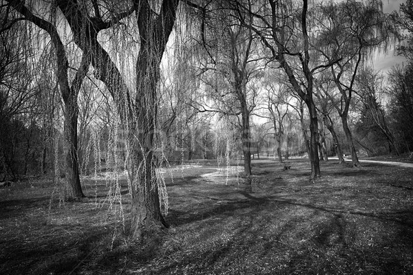 Tavasz park tájkép fűzfa fák feketefehér Stock fotó © elenaphoto