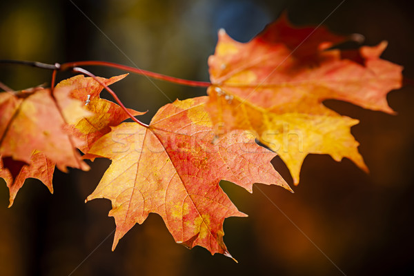 Red fall maple leaves Stock photo © elenaphoto