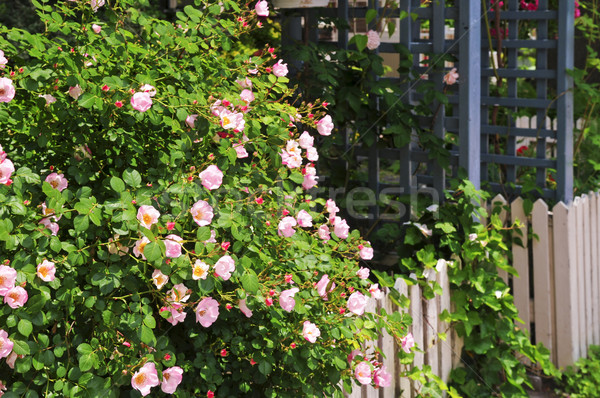 Garden fence with roses Stock photo © elenaphoto