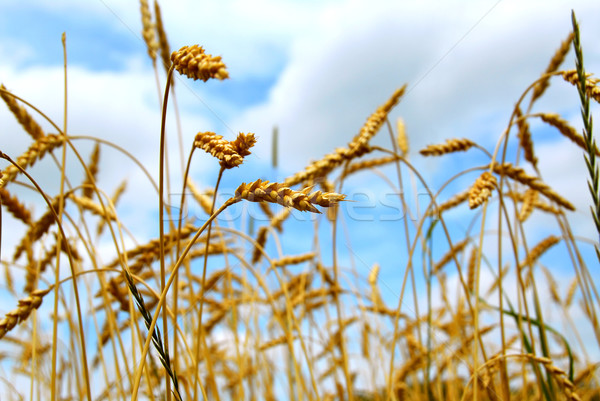 Grain domaine prêt récolte croissant Photo stock © elenaphoto