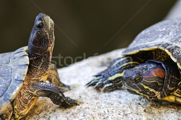 Red eared slider turtles Stock photo © elenaphoto