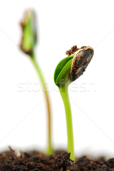 Dwa zielone słonecznika roślin odizolowany biały Zdjęcia stock © elenaphoto