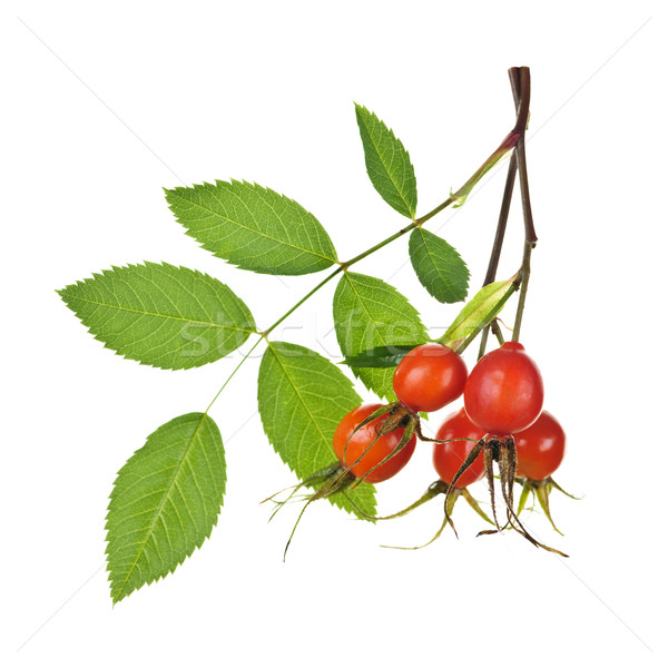 Branch with rose hips Stock photo © elenaphoto