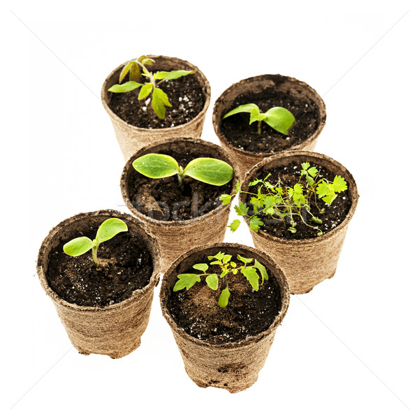 Seedlings growing in peat moss pots Stock photo © elenaphoto