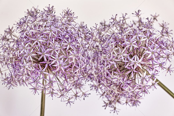 Zdjęcia stock: Kwitnienia · cebule · makro · różowy · fioletowy