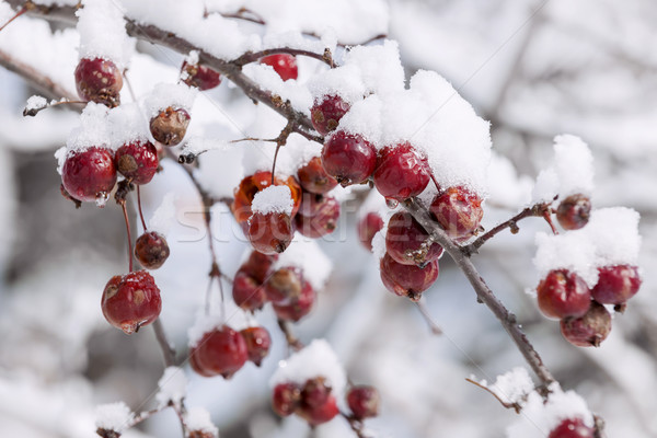 支    红色    雪 / red crab apples on branch with heavy snow