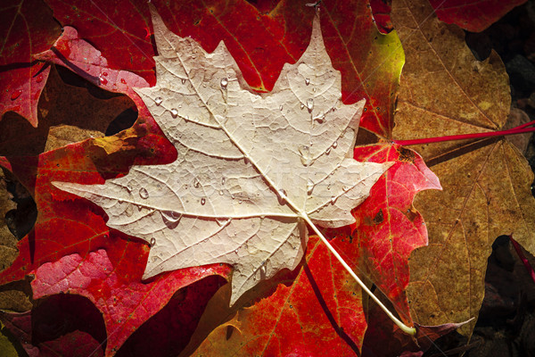 érable laisse eau coloré humide automne [[stock_photo]] © elenaphoto