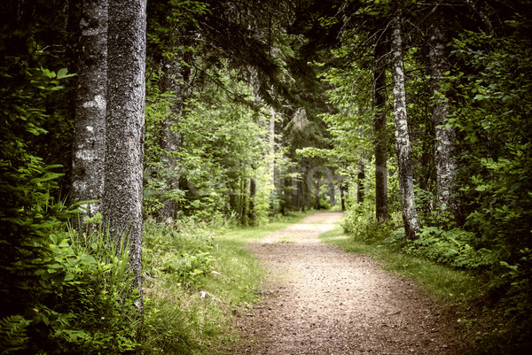 Path in dark moody forest Stock photo © elenaphoto