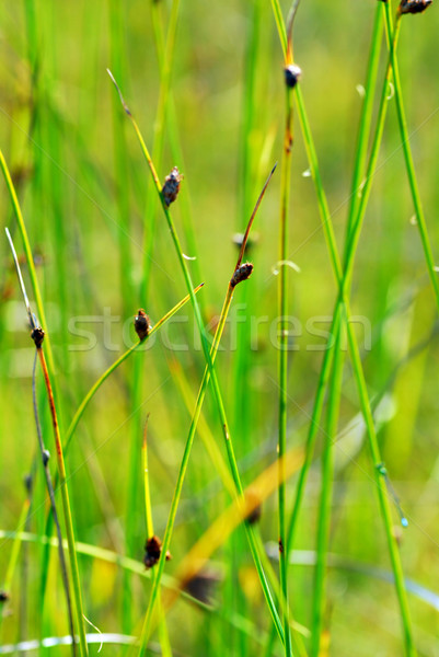 Stockfoto: Botanisch · weelderig · groene · planten · gras · zon