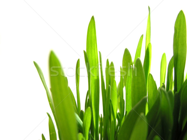 Stock fotó: Zöld · fű · fehér · közelkép · izolált · húsvét · fű