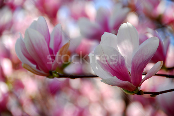 Magnolie flori floare fundal frumos Imagine de stoc © elenaphoto
