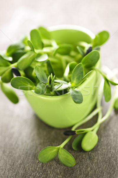 [[stock_photo]]: Vert · tournesol · tasse · organique · jeunes · nature