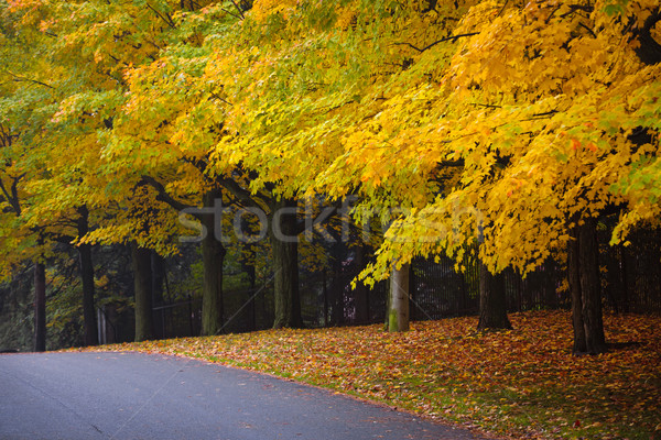 秋 道路 カラフル 木 秋 通り ストックフォト © elenaphoto