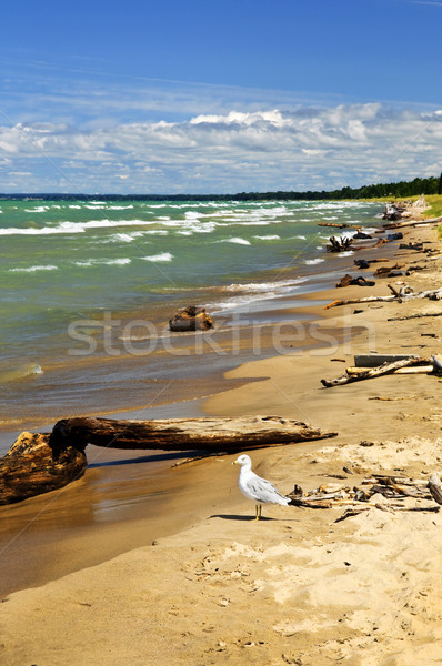 Praia troncos praia ondas gaivota parque Foto stock © elenaphoto