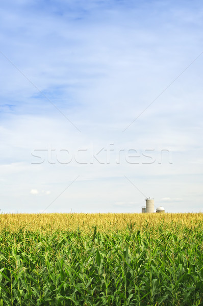 Corn field with silos Stock photo © elenaphoto