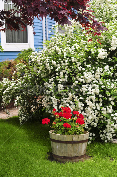 Stock foto: Vorgarten · Haus · Blüte · Garten · home · Rasen