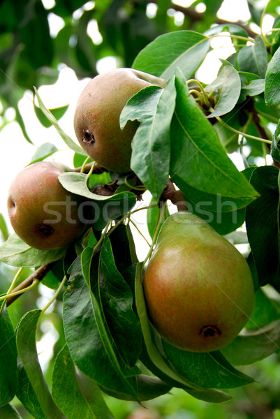Foto stock: Peras · ramo · pereira · árvore · comida