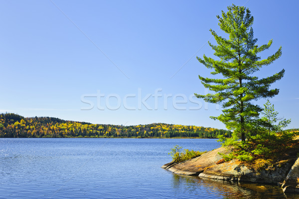 Pine tree at lake shore Stock photo © elenaphoto