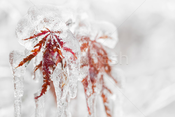 ледяной зима листьев Японский клен дерево Сток-фото © elenaphoto