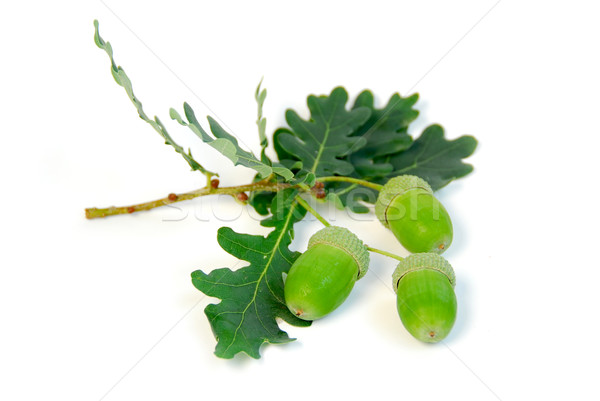 Acorns oak branch Stock photo © elenaphoto