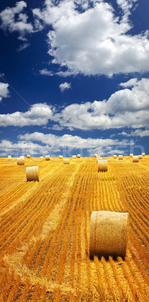 Farm field with hay bales Stock photo © elenaphoto
