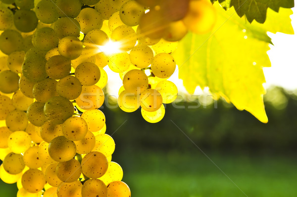 Zdjęcia stock: żółty · winogron · rozwój · winorośli · jasne · słońca