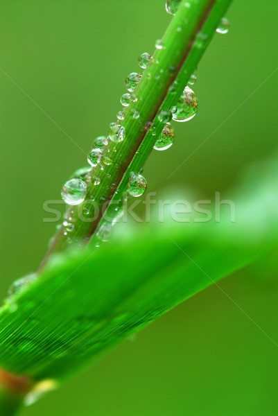 Iarbă mare picături de apă iarba verde macro Imagine de stoc © elenaphoto
