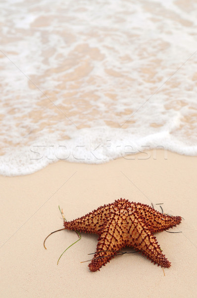 Starfish and ocean wave Stock photo © elenaphoto