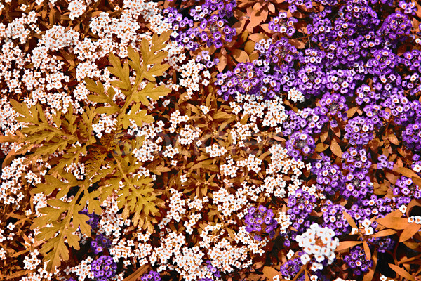 White and purple rock cress flowers Stock photo © elenaphoto