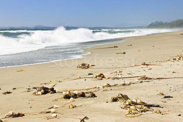 Coast of Pacific ocean in Canada Stock photo © elenaphoto
