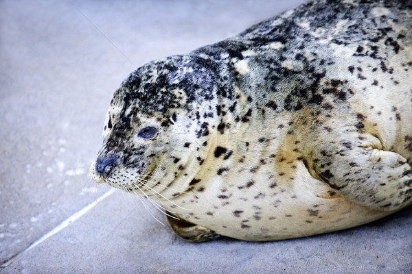Stock photo: Harbor Seal