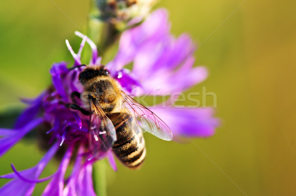 Háziméh közelkép méh szárnyak méz rovar Stock fotó © elenaphoto