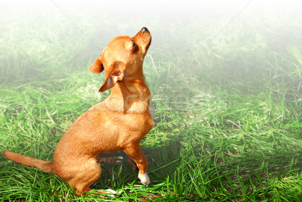 Stock fotó: Kis · kutya · fiatal · kutyakölyök · kívül · zöld · fű · kutya