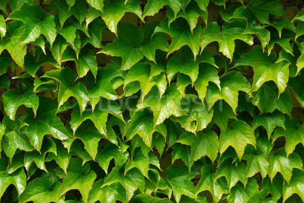 Green ivy background Stock photo © elenaphoto