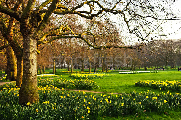 Narcisi parco fioritura Londra fiore primavera Foto d'archivio © elenaphoto